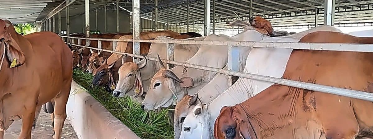 Large, clean and hygienic sheds